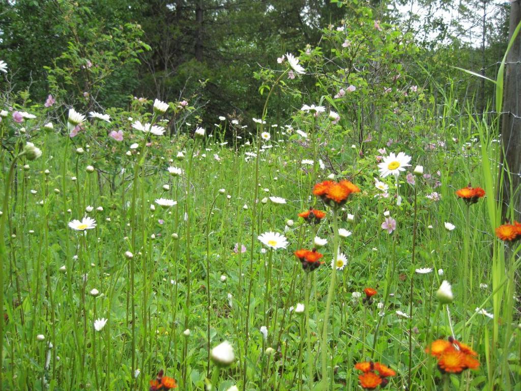Wild Nature B&B Келоуна Экстерьер фото