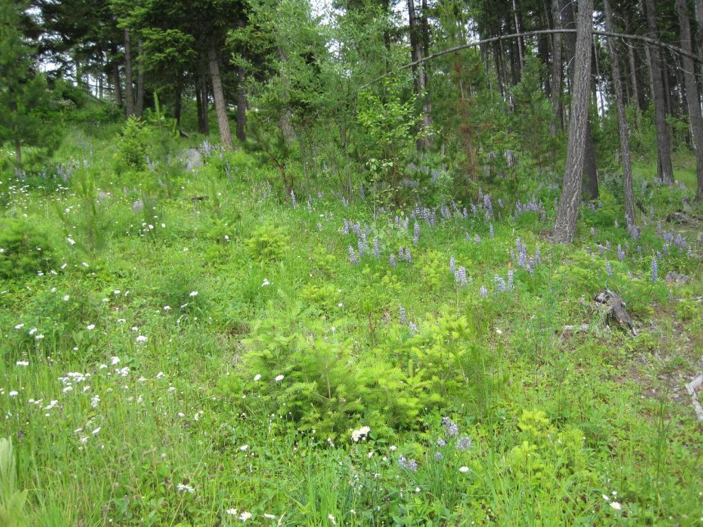 Wild Nature B&B Келоуна Экстерьер фото