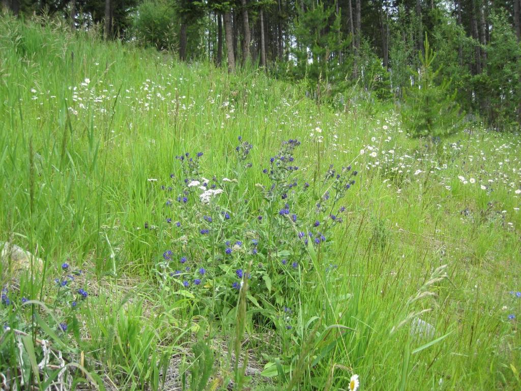 Wild Nature B&B Келоуна Экстерьер фото